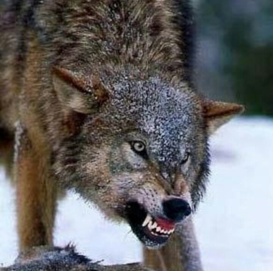Волк оскал