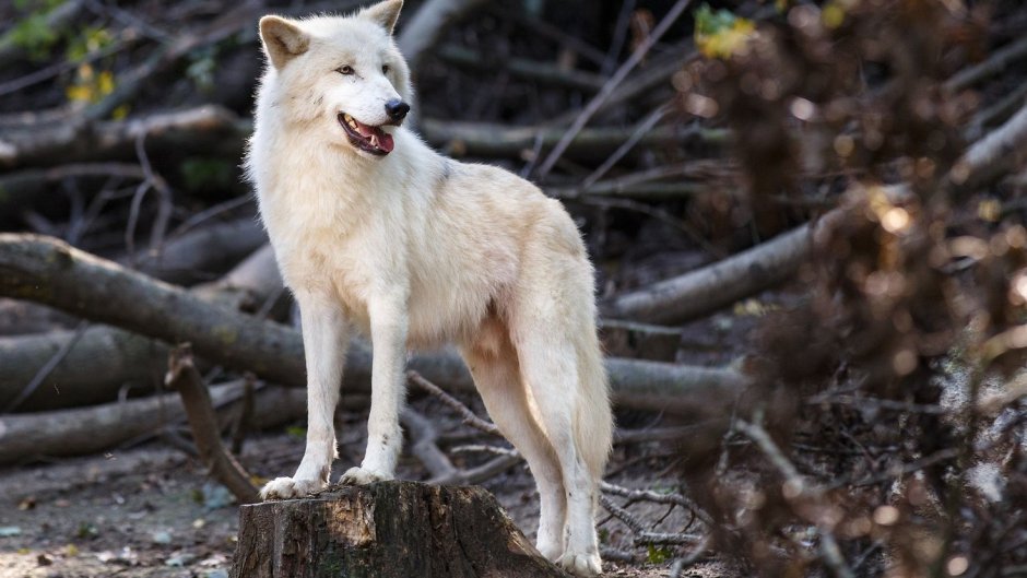 Шакал альбинос