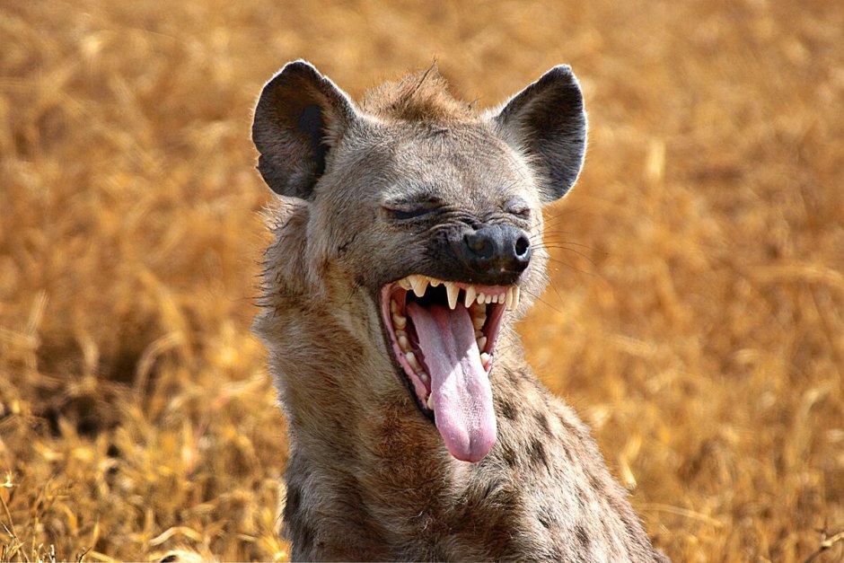 Койот альбинос