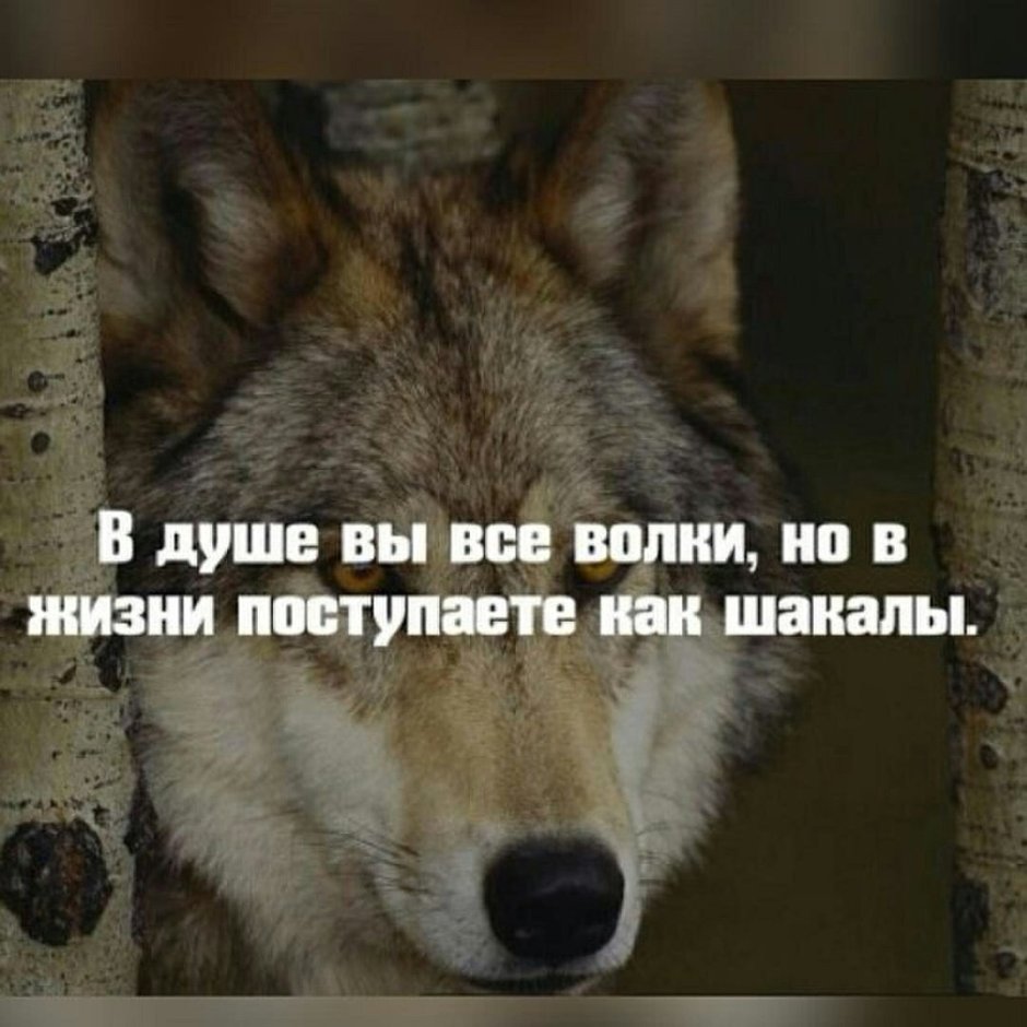 Калифорнийский койот