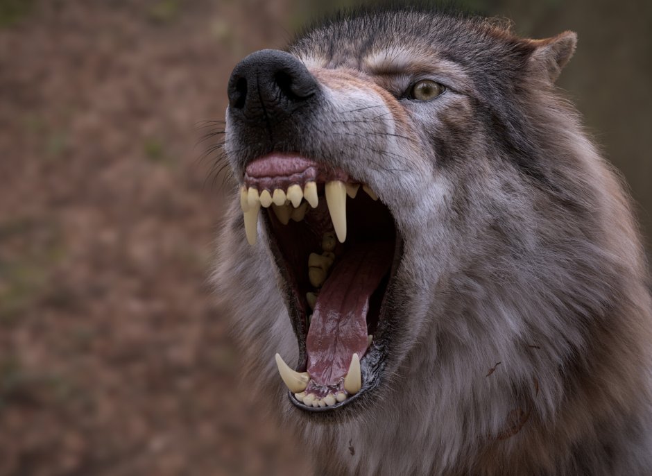 Волк меланист