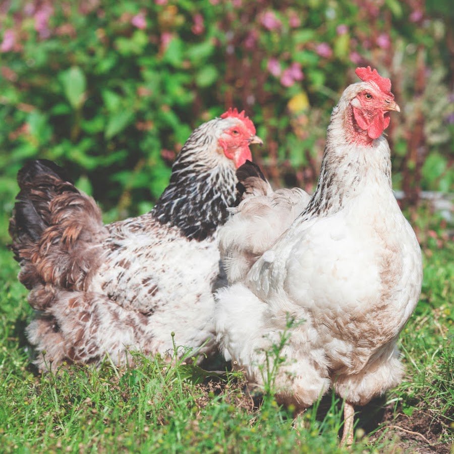 Курица который хлопчато