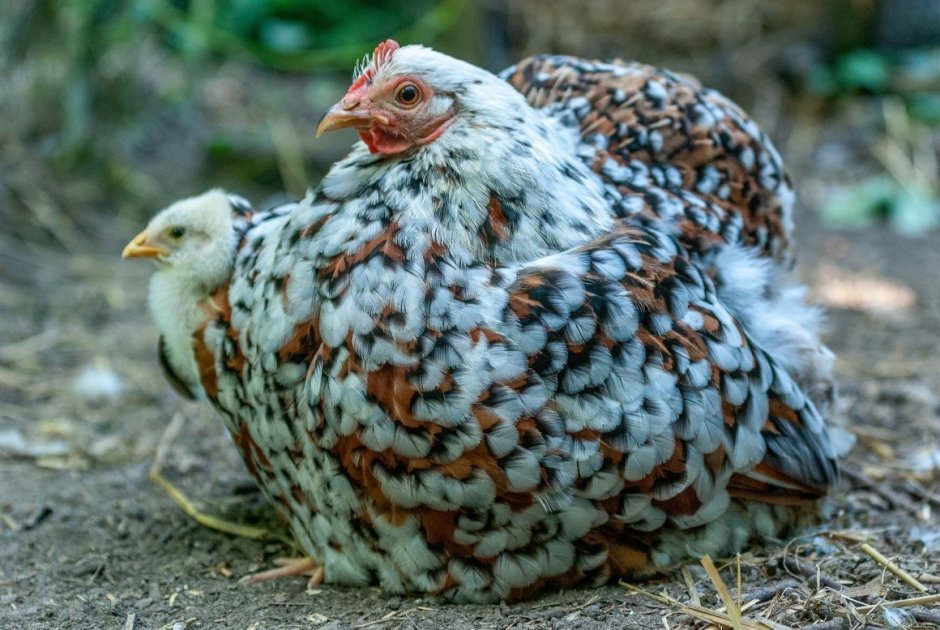 Рябушка Адлерская серебристая