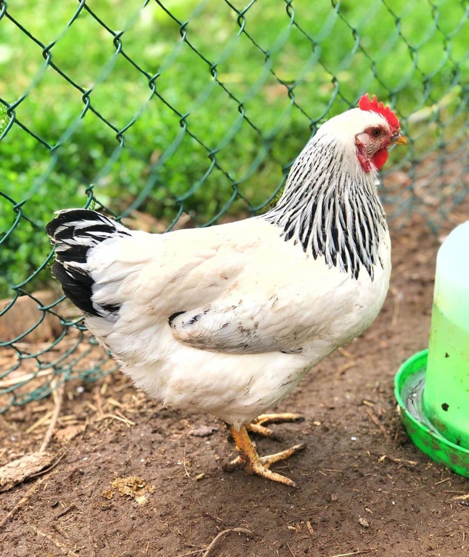 Куры породы Рябушка