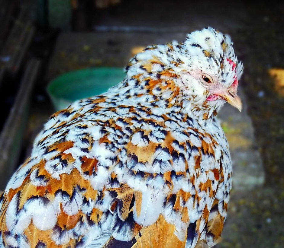 Держать кур