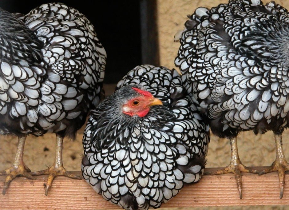 Рябушка куры