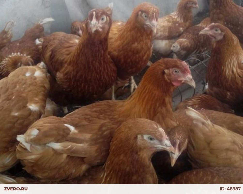 Домашние птицы Курочка