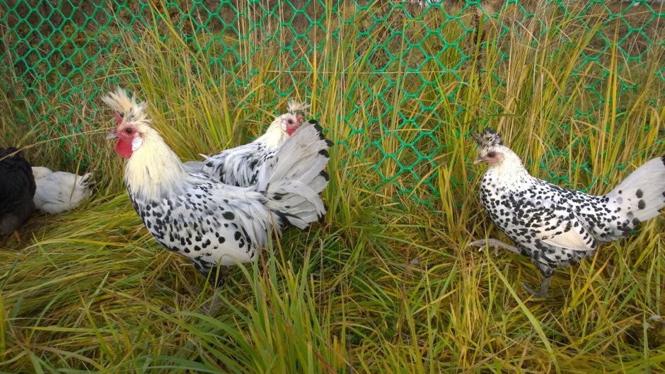 Сельское хозяйство кур