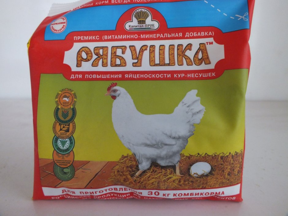 Какую птицу Ной