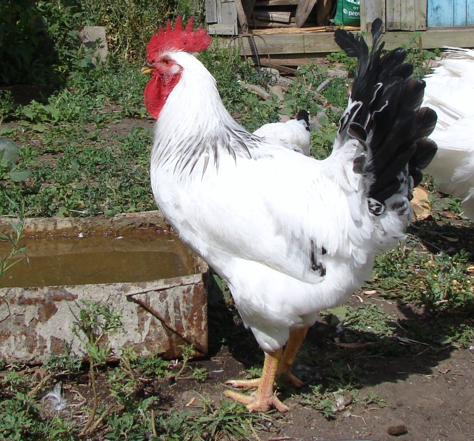 Цыпленок бройлер корнишон