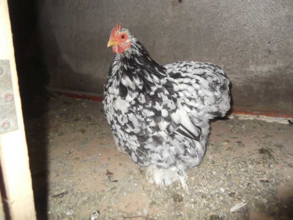 Куры оранжевого цвета