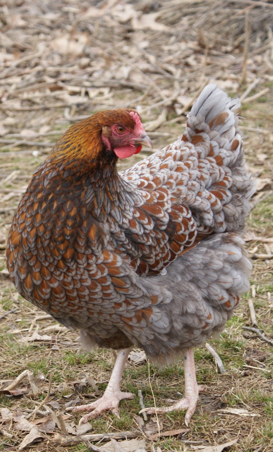 Рябушка куры несушки