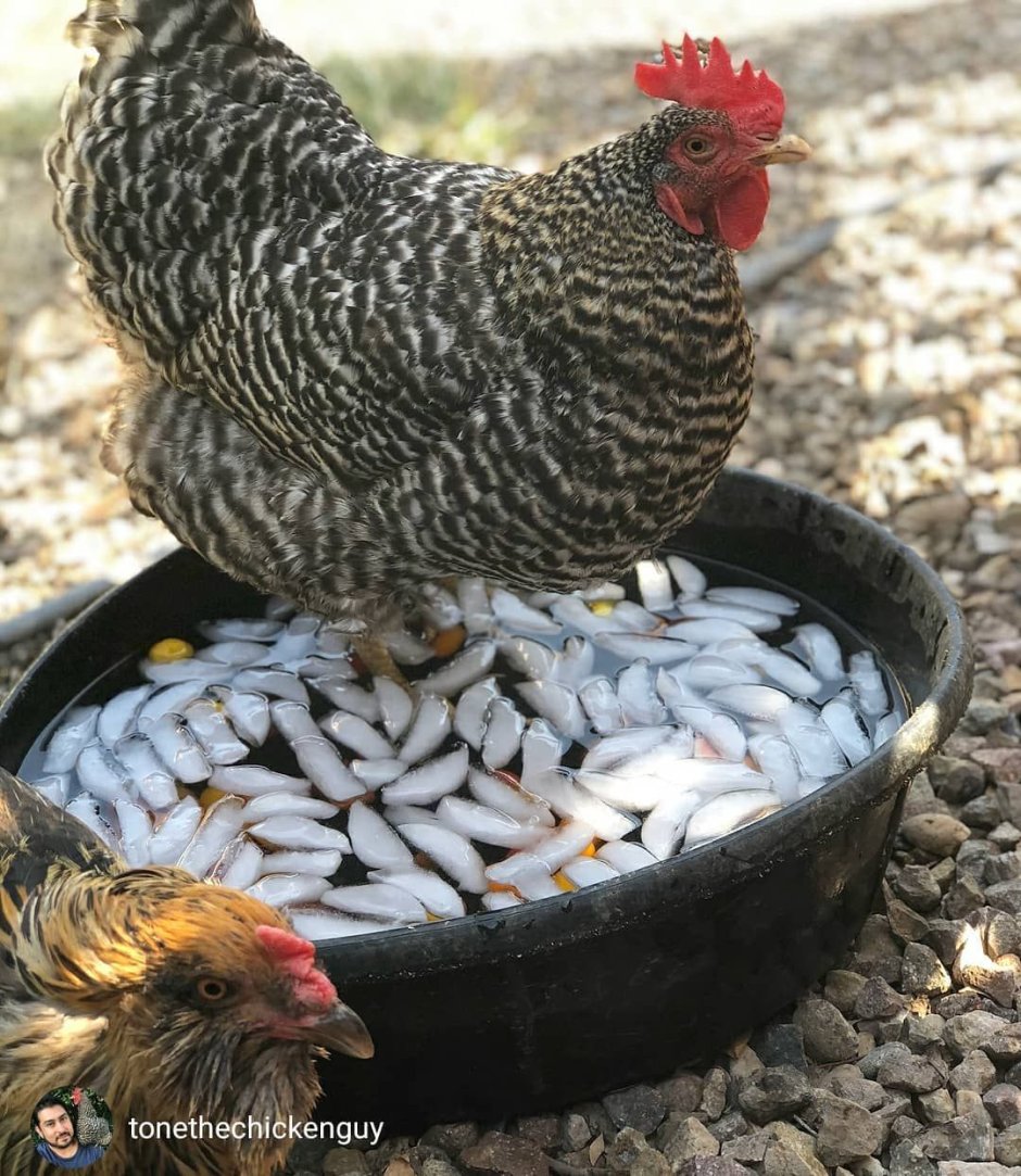 Рябушка куры несушки