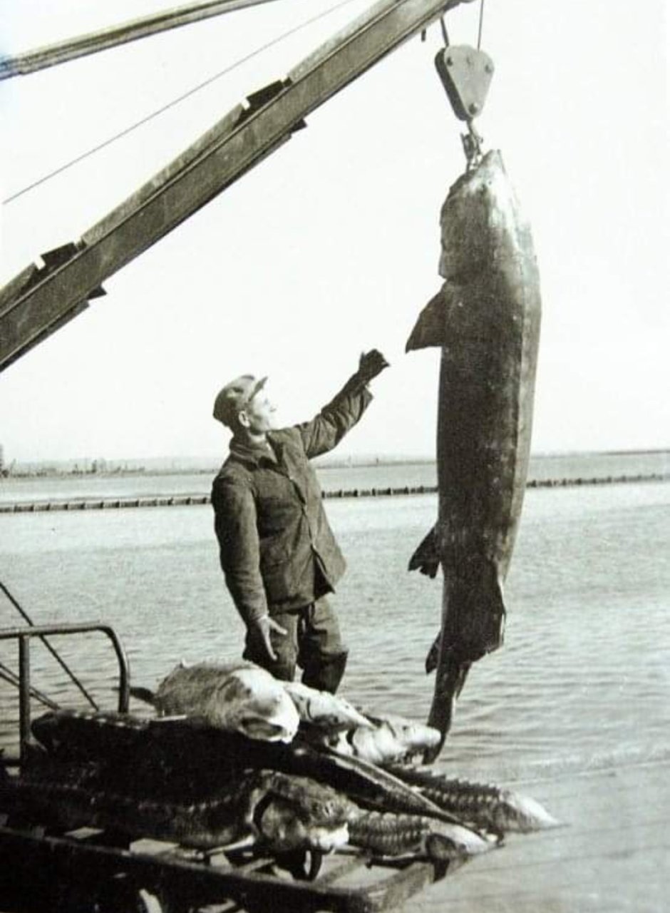 Самая большая Белуга пойманная в Азовском море