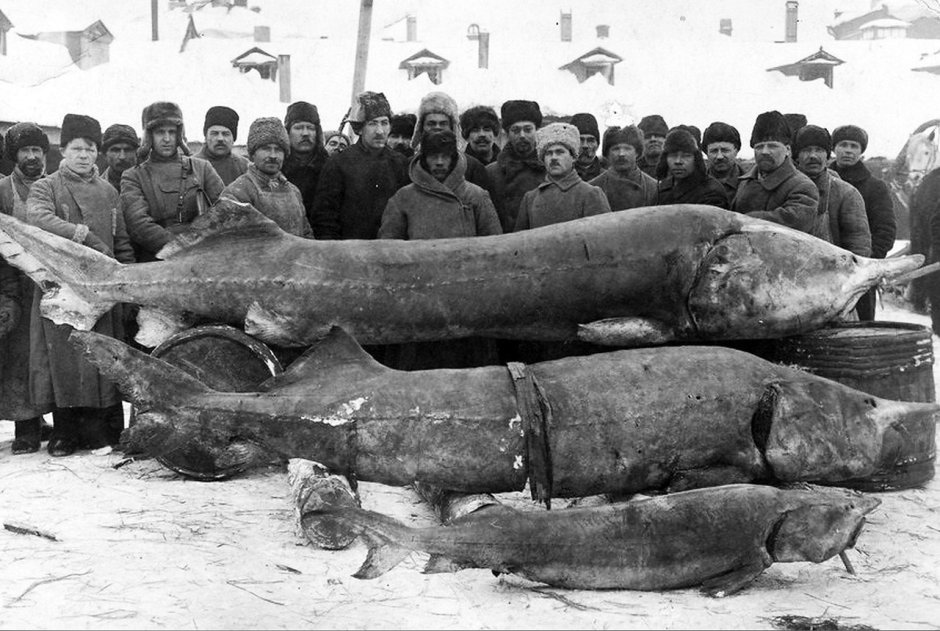 Осетр Белуга