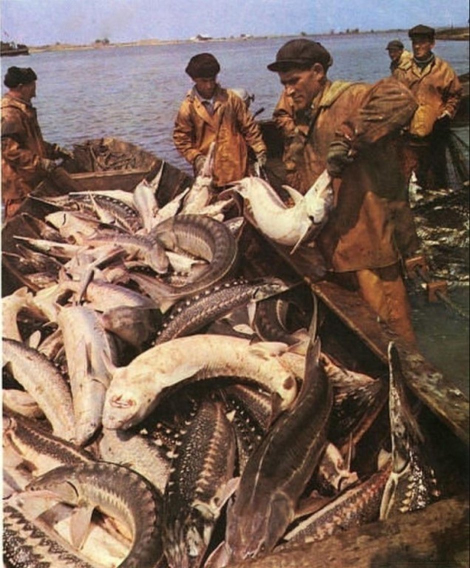 Рыба Белуга Азовское море 1960