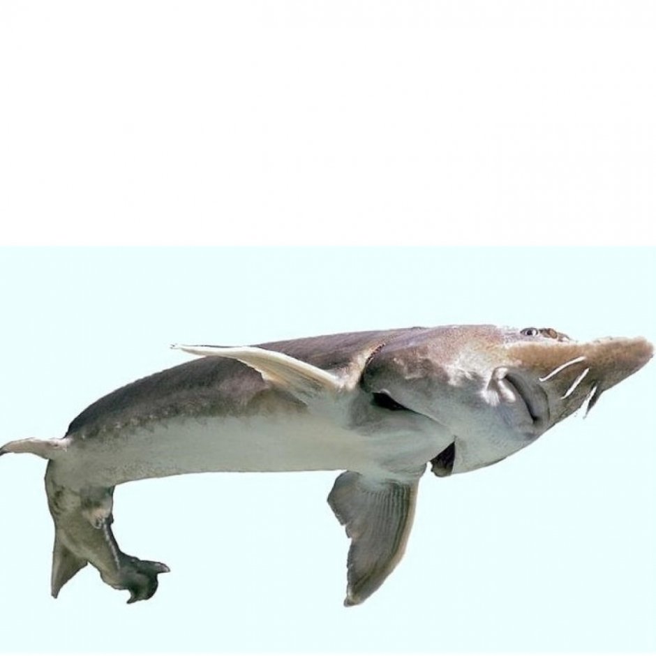 Белуга рыба