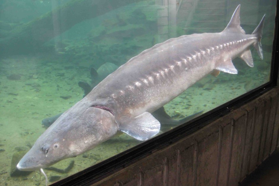 Белый осётр (Acipenser transmontanus)