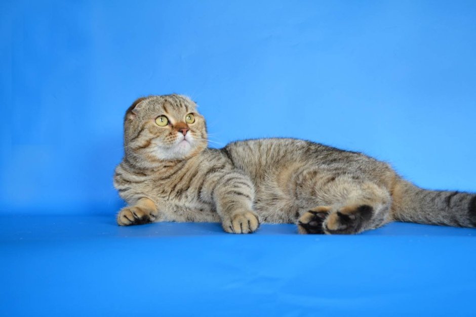Шотландская вислоухая кошка табби