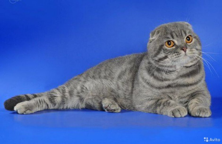 Шотландский скоттиш фолд табби