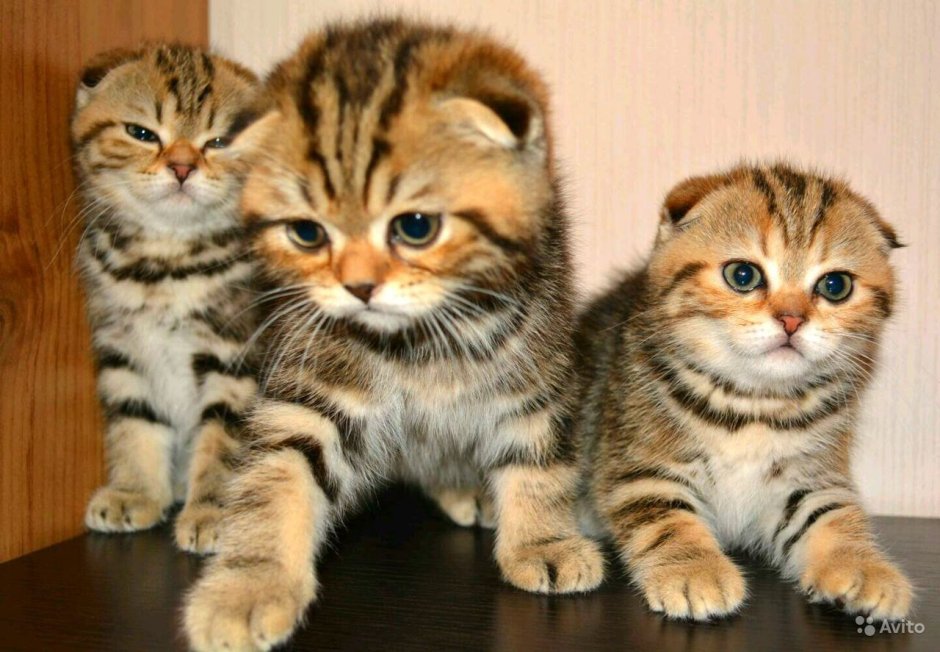Котята скоттиш страйт вислоухие
