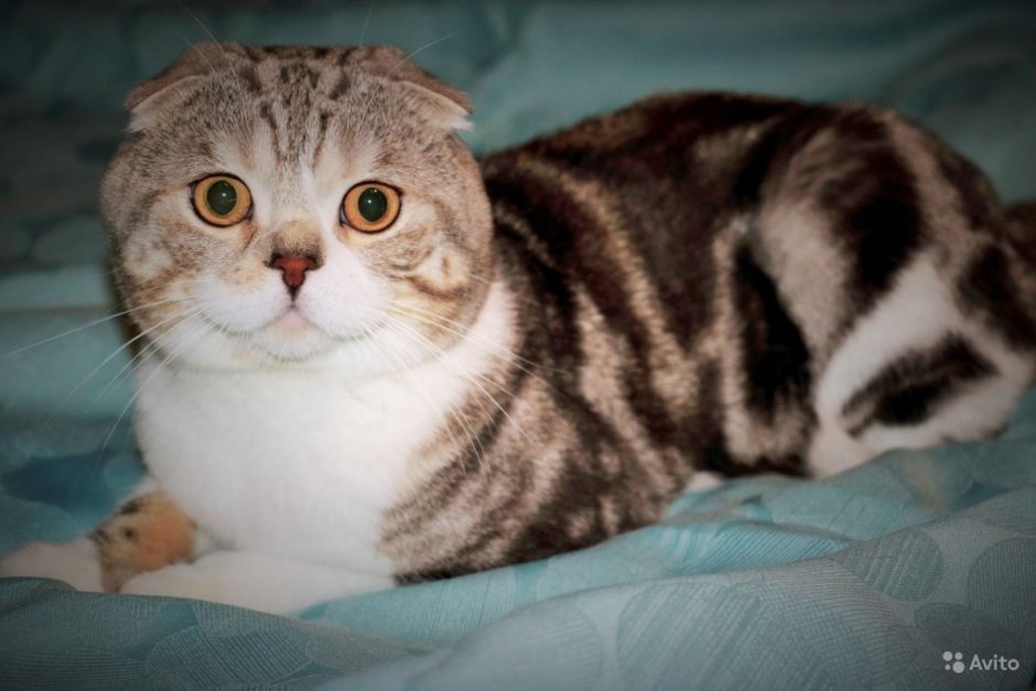 Скоттиш фолд мраморный табби