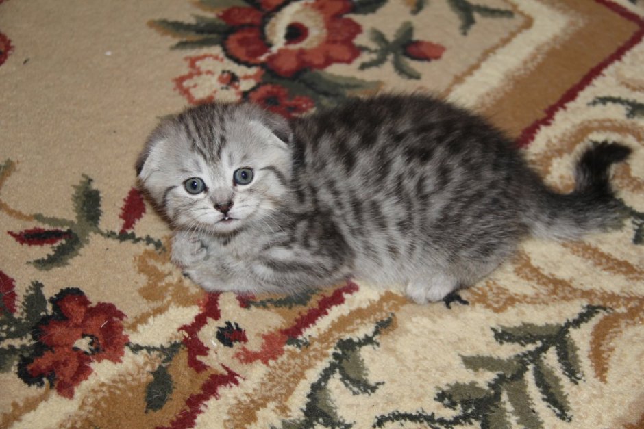 Шотландская вислоухая кошка вискас