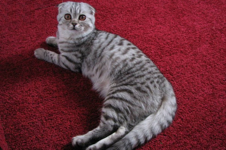 Шотландская вислоухая кошка Виска