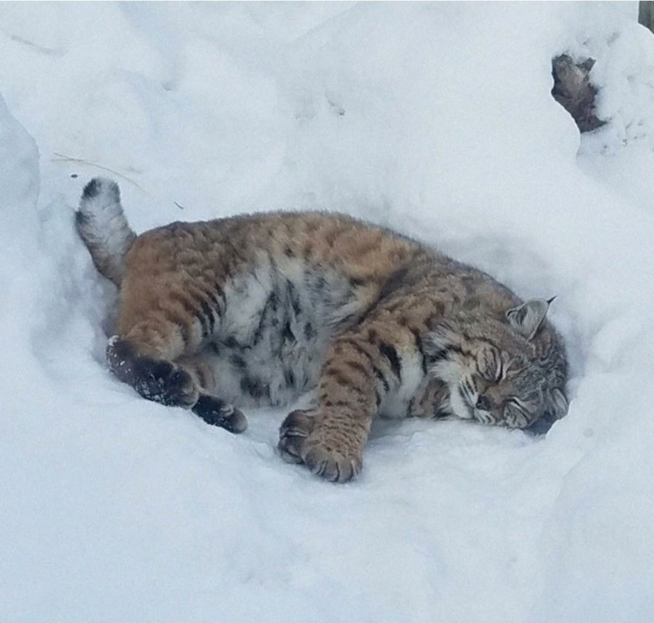 Рысь в снегу