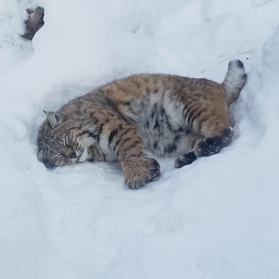 Бэдэр Рысь