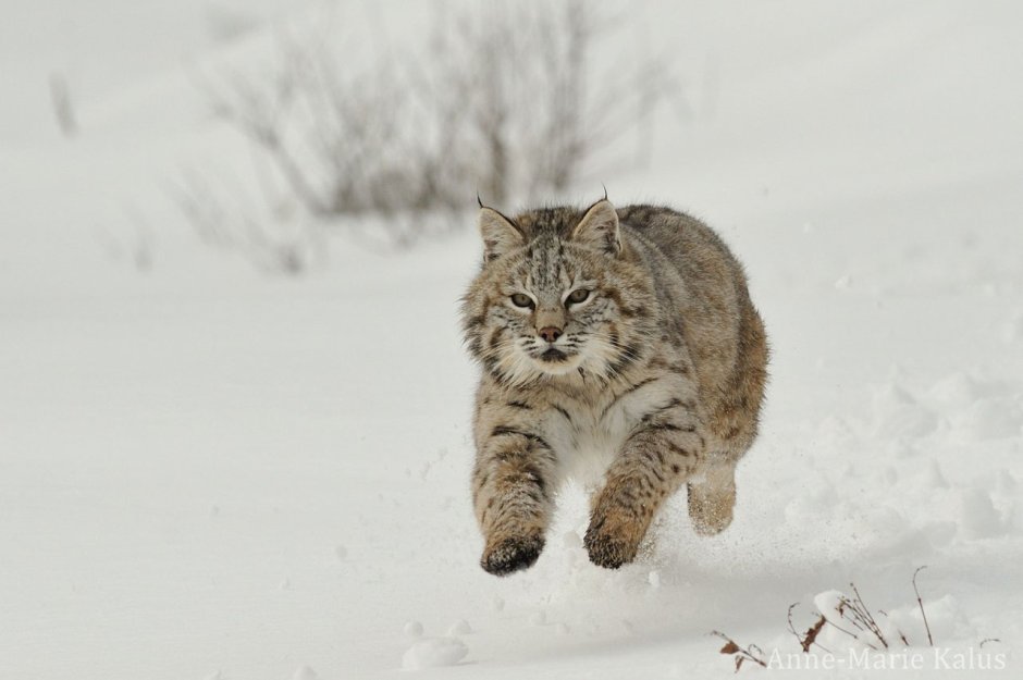 Снежная большая кошка