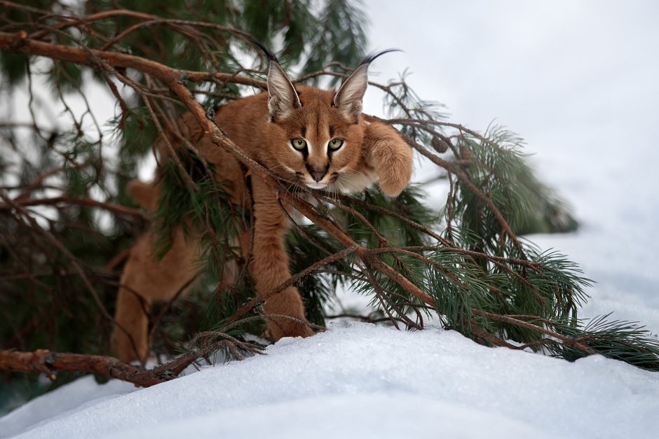 Canada Lynx
