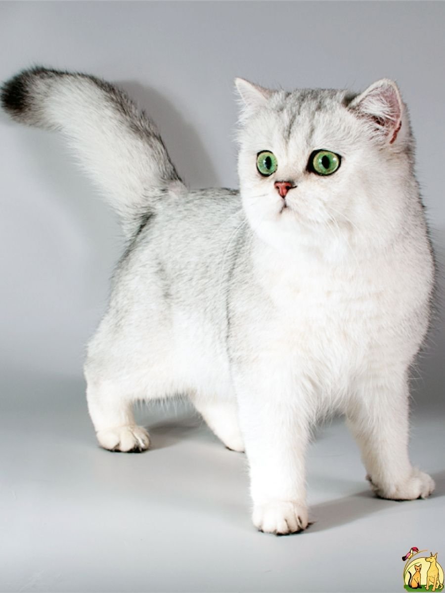 Котята породы Манчкин