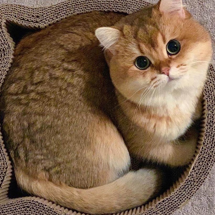 Британская шиншилла милые