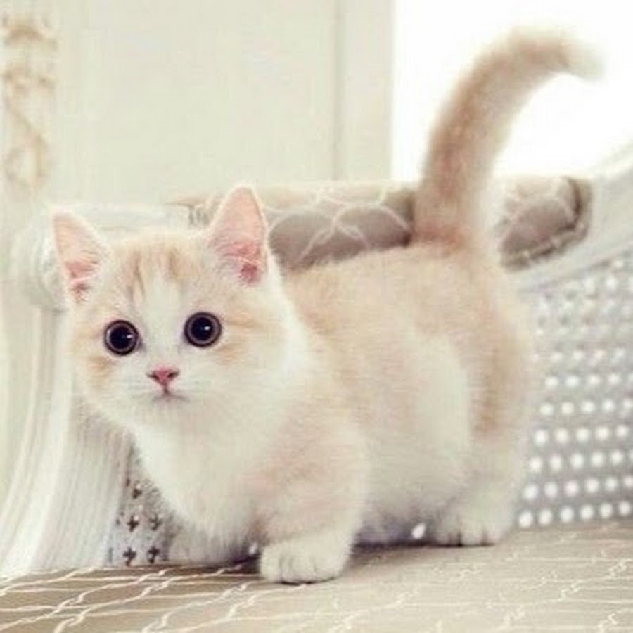 Манчкин короткошерстный британский