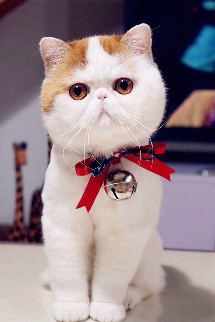 Манчкин кошка вислоухая