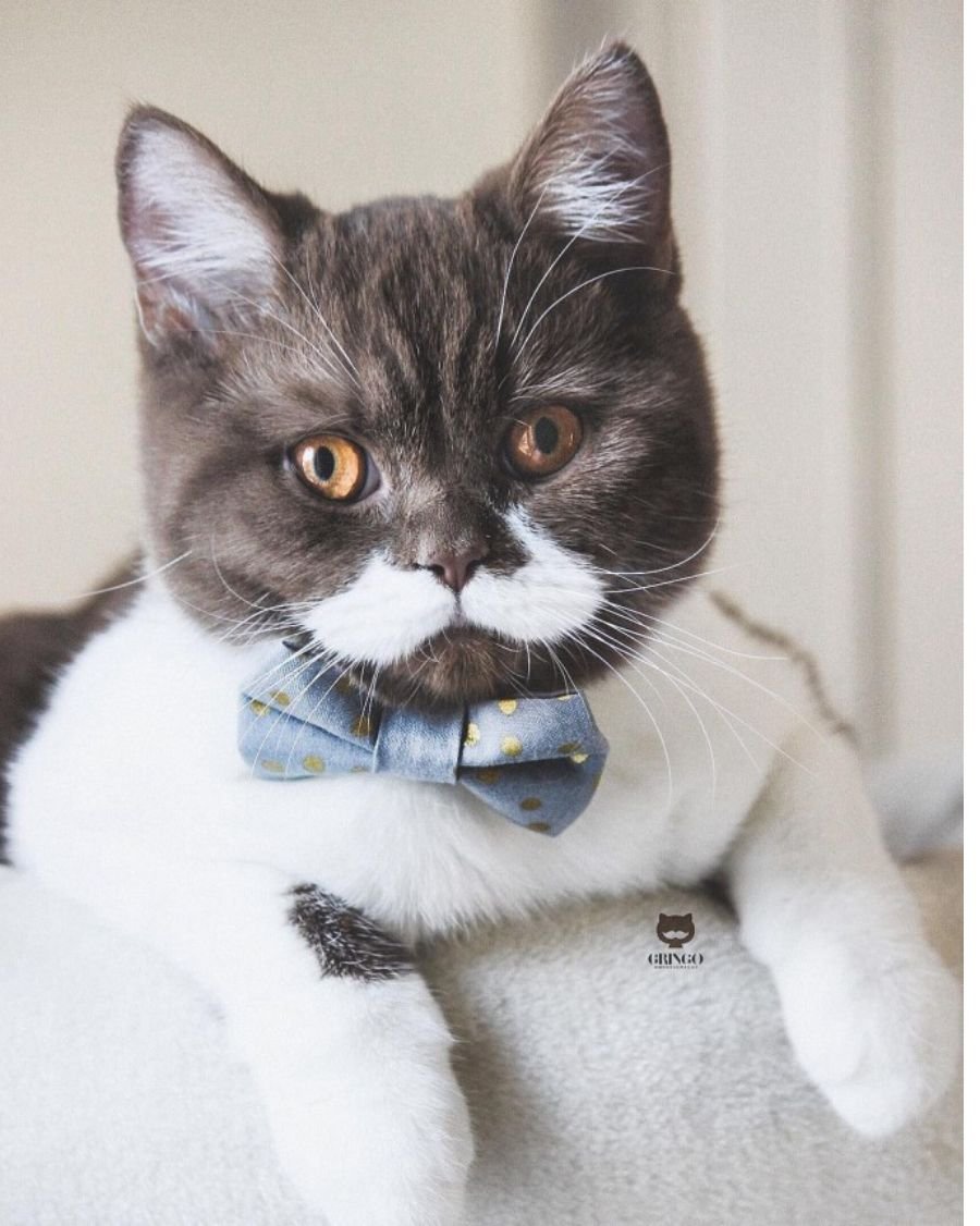 Кошки коротколапые манчкины