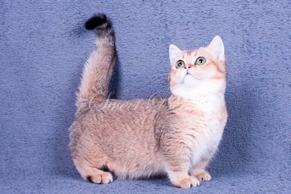 Манчкин кот