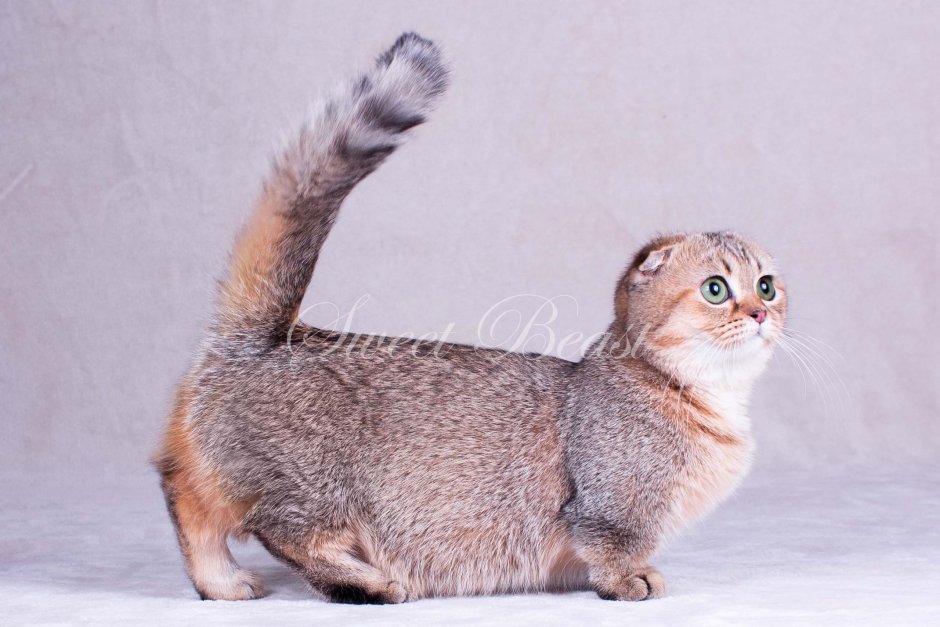 Скоттиш фолд Манчкин