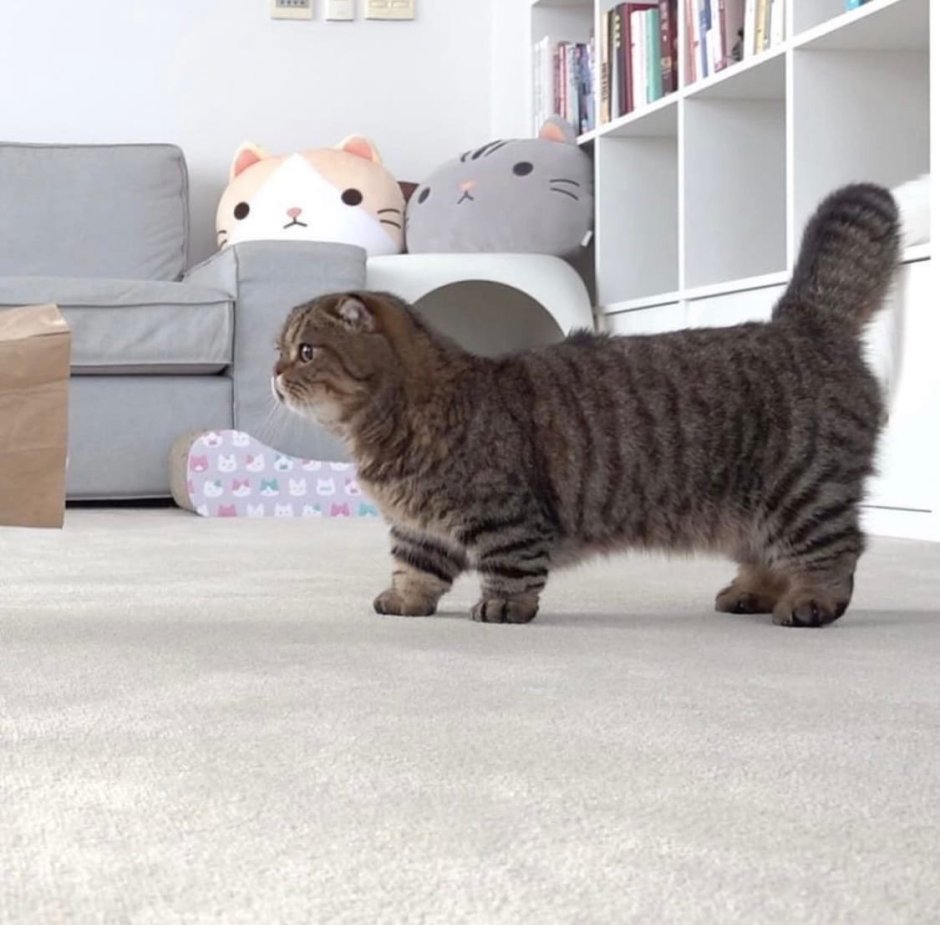 Манчкин кинкалоу котенок