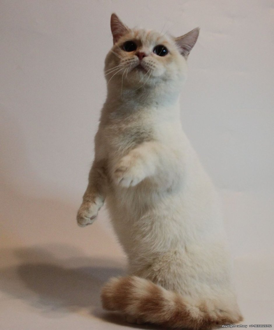 Кошка Манчкин котята