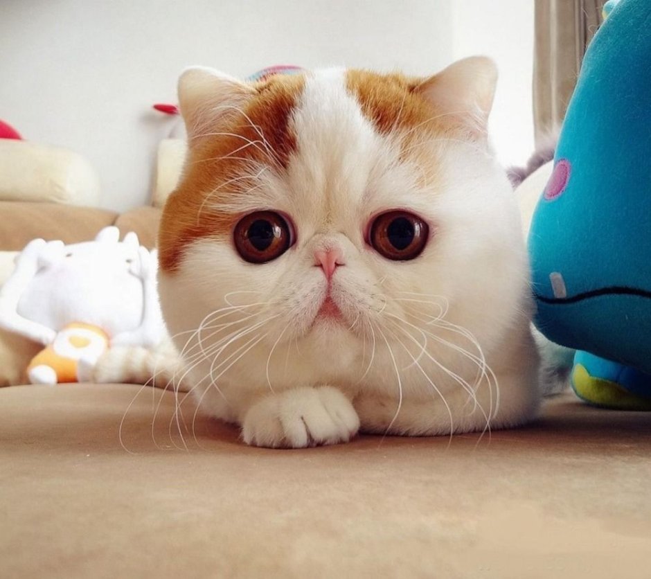 Коротколапые котята Манчкин