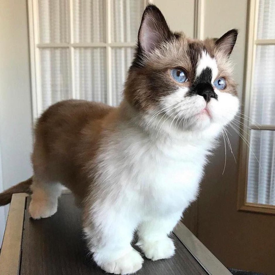 Кот Манчкин вислоухий