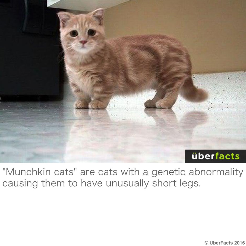 Британская Золотая шиншилла Хосико