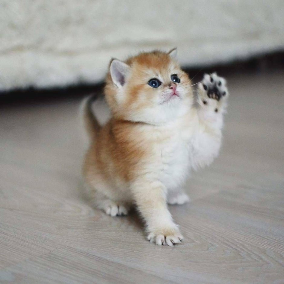 Кот Манчкин вислоухий