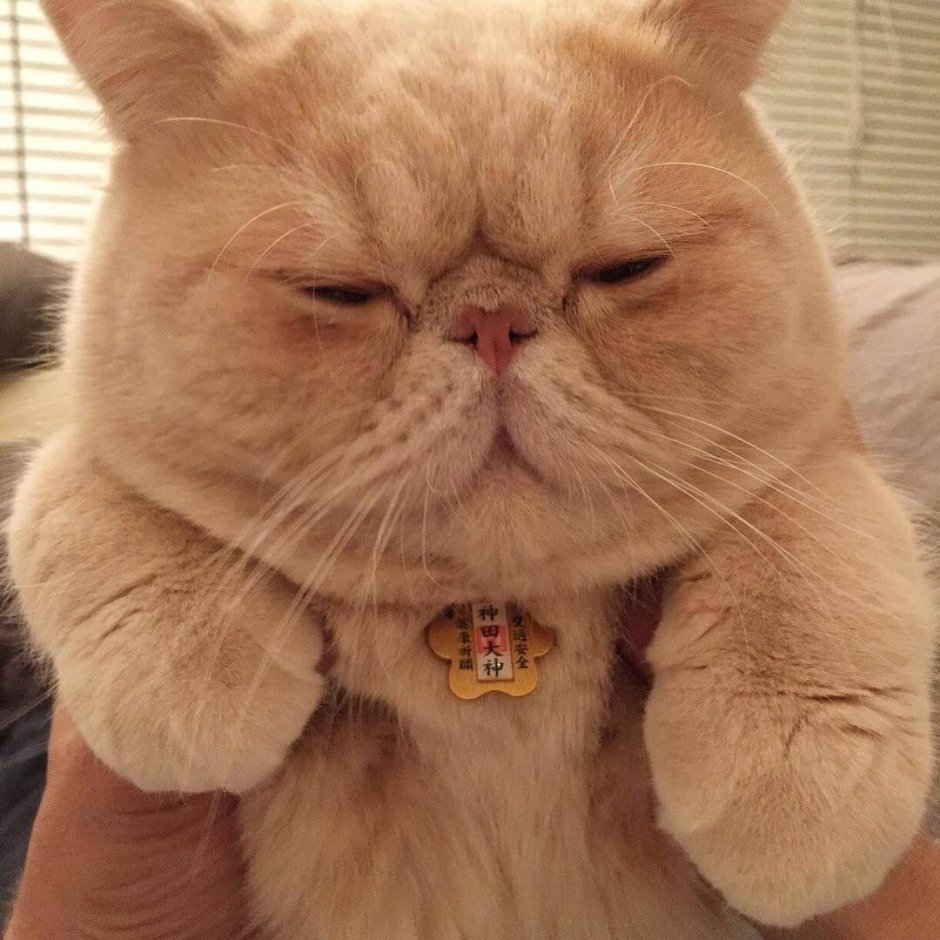 Британская Золотая затушеванная шиншилла