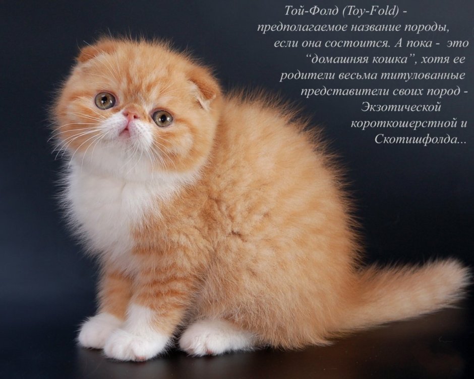 Манчкин котята