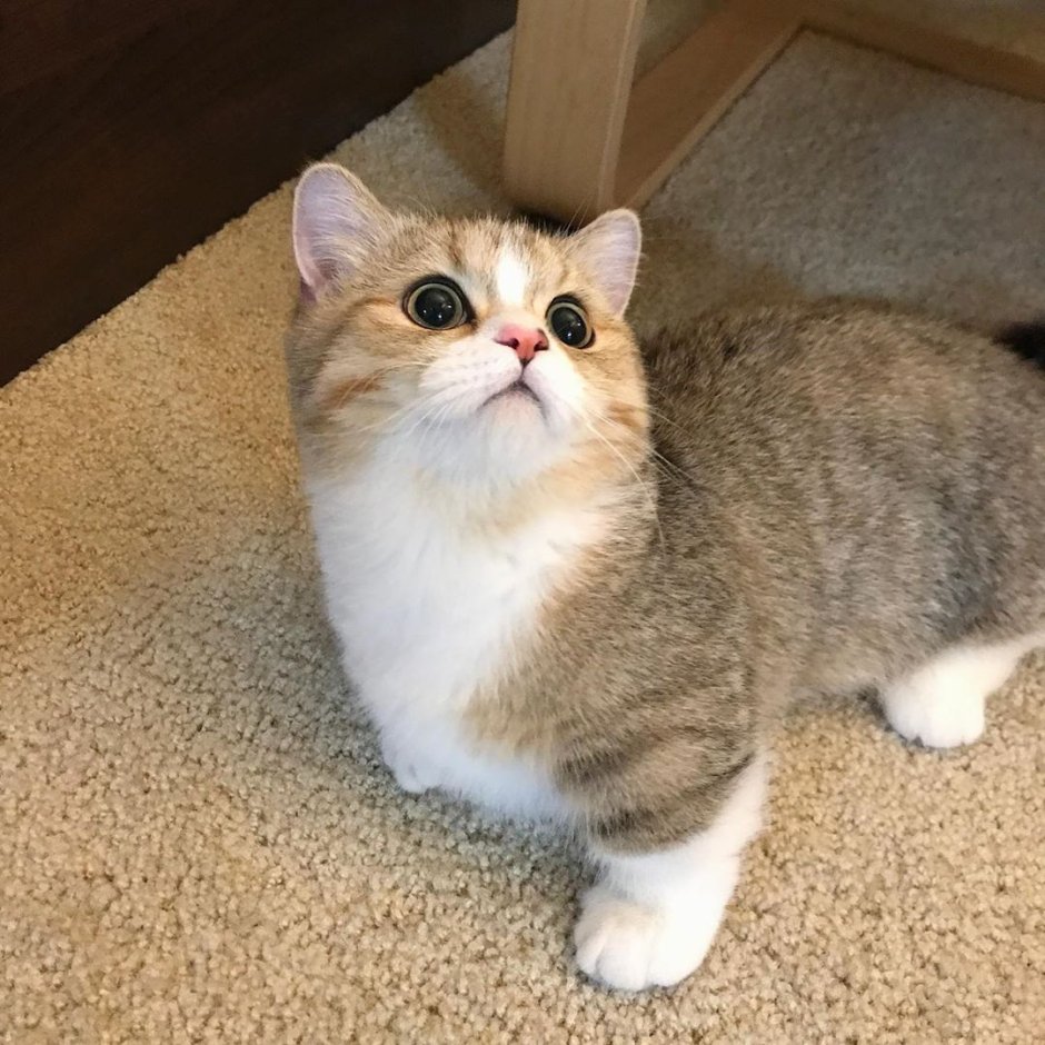 Британская Золотая шиншилла