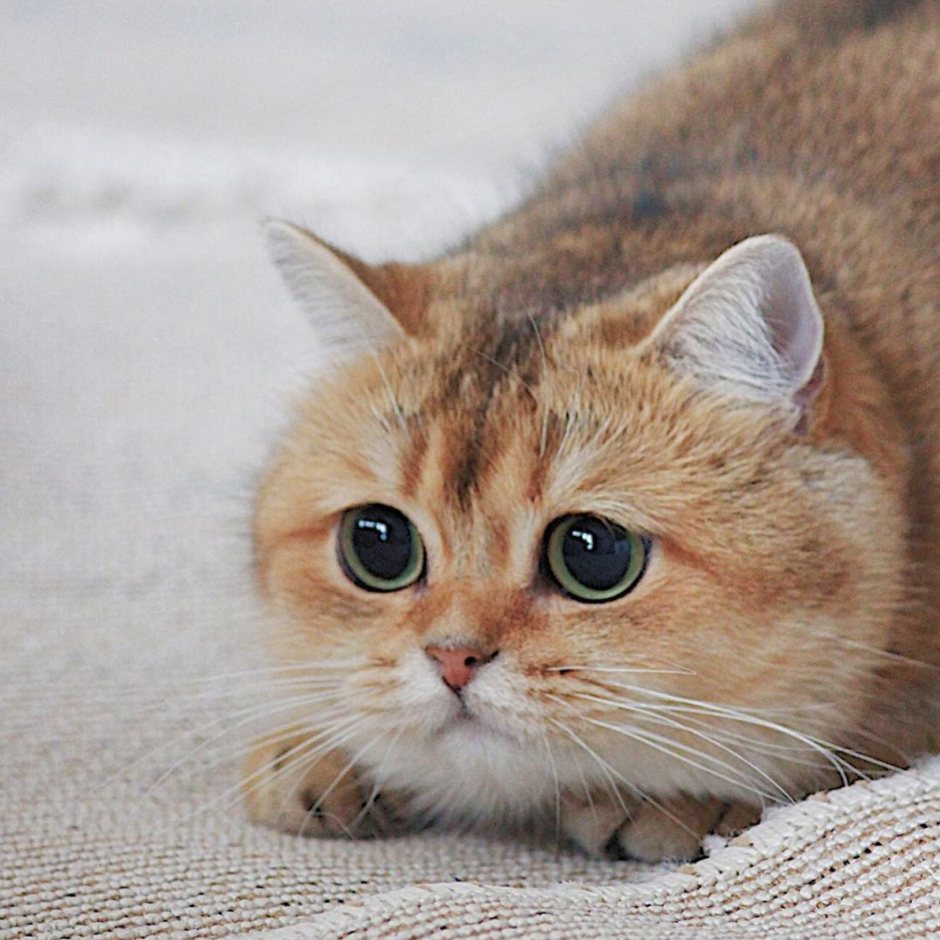 Манчкин длинношёрстный кошка