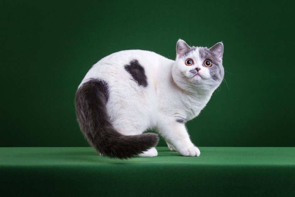 Вислоухий экзот